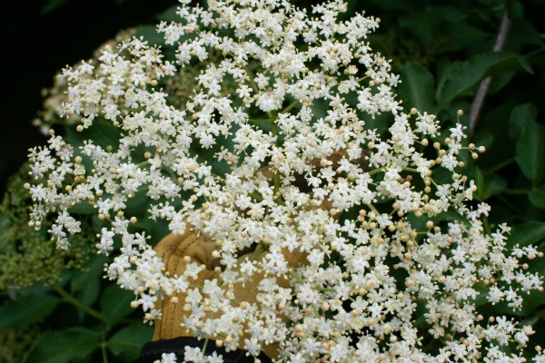ElderFlower ElderFlower